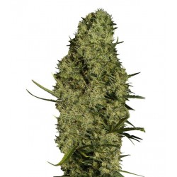LEMON HAZE FOTOPERIODICA (FEMMINILIZATI)