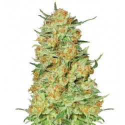NORTHERM KUSH FOTOPERIODICA (FEMMINILIZATA)