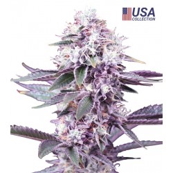 GEALATO KUSH FOTOPERIODICA (FEMMINILIZATA)