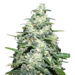 GEALATO KUSH FOTOPERIODICA (FEMMINILIZATA)