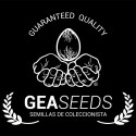 GeaSeeds